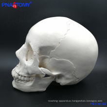 PNT-0158 adult skull model,22 parts high quality